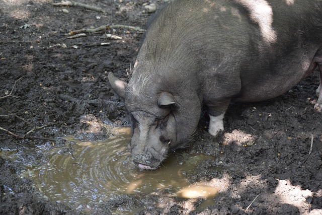 重建是其发 重建是其发